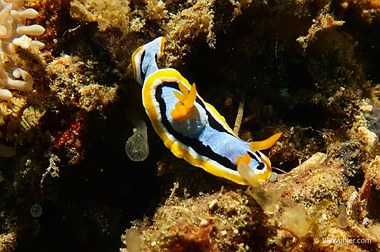 Anna's chromodoris (Chromodoris annae)