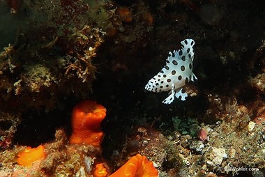 Barramundi cod (Cromileptes altivelis)