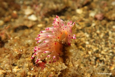 Redline flabellina (Flabellina rubrolineata)