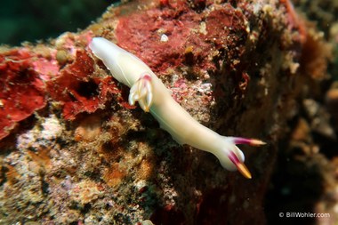 Bullock's hypselodoris (Hypselodoris bullocki)