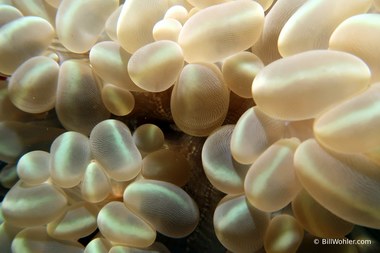 Bubble coral (Plerogyra sinuosa)