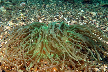 Anemone