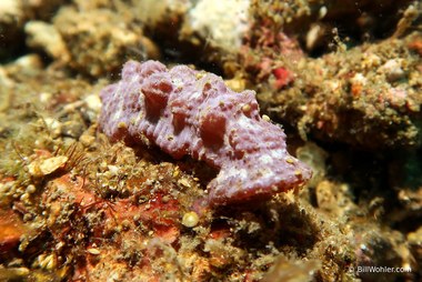 What looks like a very small sea cucumber