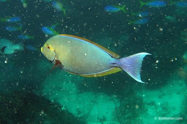Yellowmask surgeonfish (Acanthurus mata)