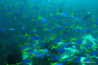 Blue and yellow fusiliers (Caesio teres)