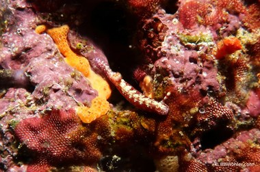 Spotted hypselodoris (Hypselodoris maculosa)