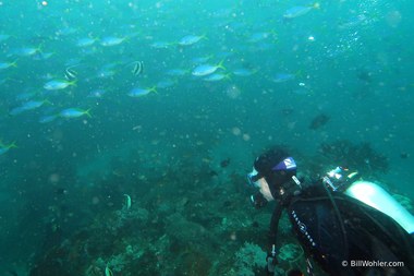 Lori checks out the blue and yellow fusiliers (Caesio teres)