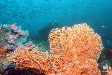 An orange sea fan, which we'll soon learn, is the home of an orange pygmy seahorse