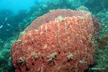 Giant barrel sponge