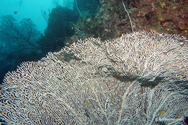 A white sea fan, which we'll soon learn, is the home of a white pygmy seahorse