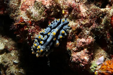 Swollen phyllidia (Phyllidia varicosa)