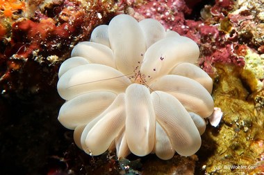A commensal bubble coral shrimp (Vir philippinensis) in bubble coral (Plerogyra sinuosa)