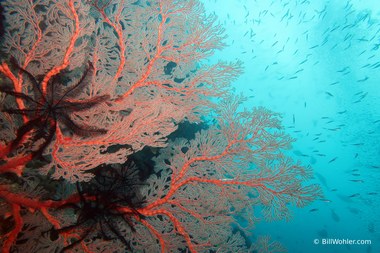 Beautiful red gorgonian sea fans
