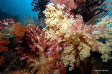 Multi-colored soft corals are my favorite thing