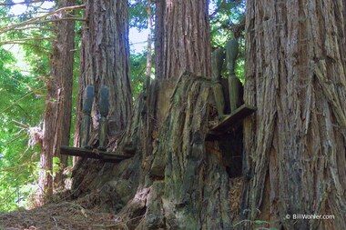 Droog, 2003, Blane de St. Croix, Pine, https://djerassi.org/sculptures/droog/