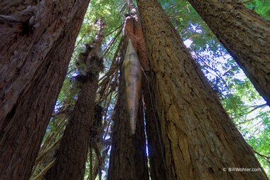 Spirit of the Dead Father, 1996, Tome Adzievski, Madrone, https://djerassi.org/sculptures/spirit-of-the-dead-father/