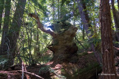 Nature imitates art