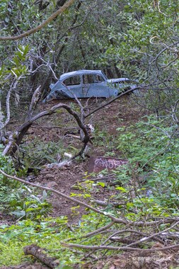 Mt. Umunhum Road is hard on Volkwagen Bugs