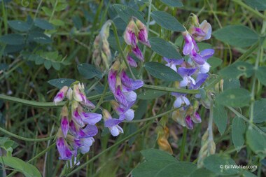 American vetch (Vicia americana)