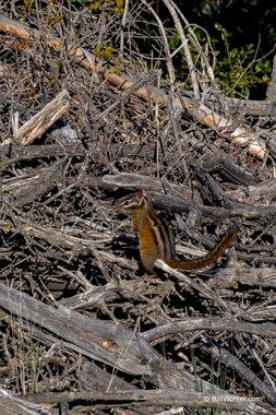 Merriam's chipmunk (Neotamias merriami)