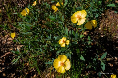 Bush poppy (Dendromecon rigida)