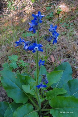 Pacific hound's tongue (Adelinia grande)