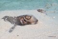 A southern stingray (Dasyatis americana) has buried itself in the sand