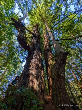 Lori and the Elbow Tree