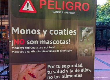 Monkeys and coatis are not pets!