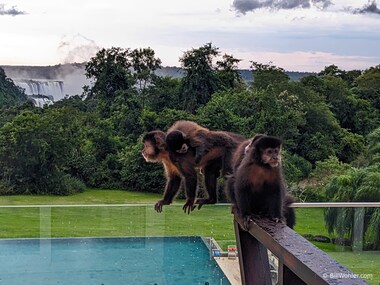 Black capuchin (Sapajus nigritus) on our balcony!