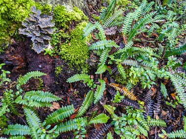 Little hard fern (Blechnum penna-marina)