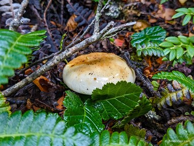 A mushroom hides among the ferns and baby beech