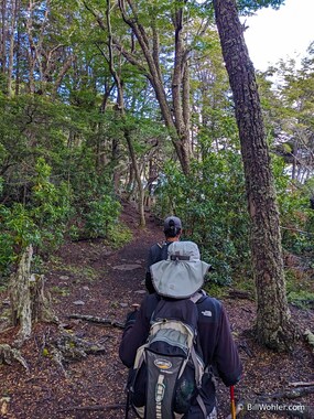 Santiago and Lori lead the way through the beech forest