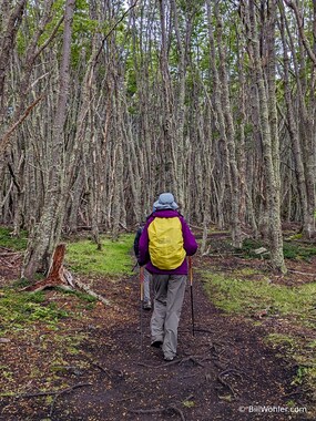 Lori hikes through the beech forest