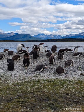 Gentoo penguin (Pygoscelis papua)