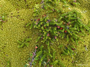 Balsam-bog (Bolax gummifera)