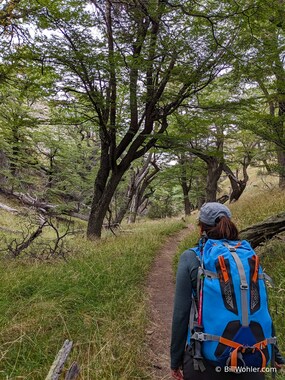 Our guide Romina leads the way through the lenga trees