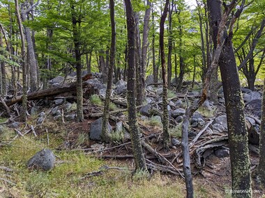 This granite rockfall in the forest reminded me of similar granite rockfalls in Yosemite
