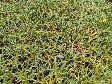 Azorella prolifera aka Mulinum spinosum, a very common, thorny plant