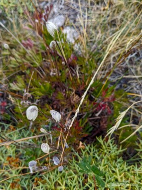 Looks like bog cotton, doesn't it?