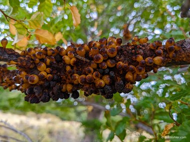 This Darwin's fungus looks like it was left over the fire for too long