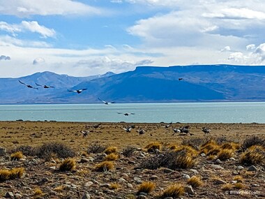 Andean condor and southern crested caracara feed upon a guanaco ((Vultur gryphus, Caracara plancus, Lama guanicoe)