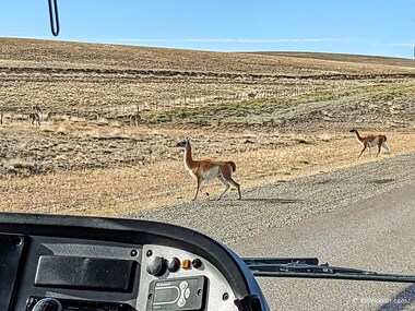 Why did the guanaco (Lama guanicoe) cross the road?