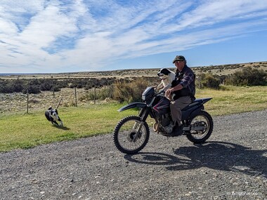 The dogs do need help from Gonzalo to actually make the motorcycle go