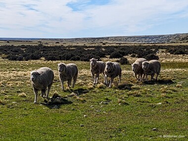 With a couple of whistles, one of the dogs is off on a clockwise pattern around the paddock and quickly comes back with a small herd of sheep