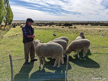 The dog ensures that the sheep stay where they should be