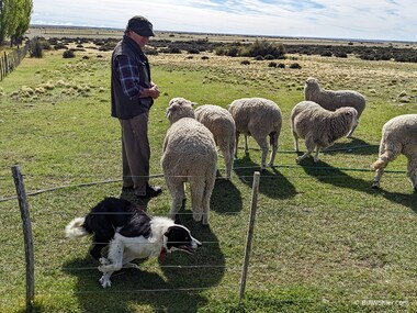 And with another whistle, the dog snaps into action...