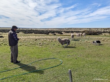 ...and drives the sheep back into the middle of the paddock where they started