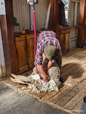 Gonzalo treats us to a shearing demonstration
