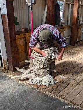 Gonzalo moves towards the head of the sheep